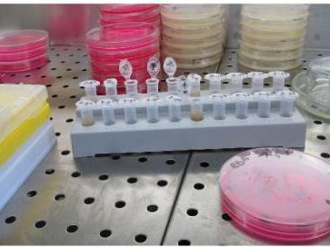 Bacterial remedy for the toxic pesticide Carbaryl