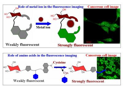 Cancer cell imaging