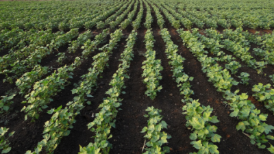 Cutting Pesticide Costs in Cotton Farms