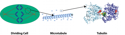 Microtubule targeted anti-tubulin agents for cancer