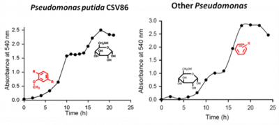 Preferential utilisation of aromatics over glucose by Pseudomonas: An asset to bioremediation