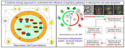 A systems biology approach to understand the influence of signaling pathways in altering the cell cycle dynamics