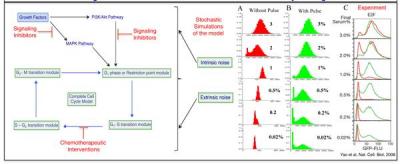 Understanding the role of fluctuations in mammalian cell cycle regulation