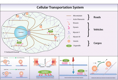 Molecular motor proteins-vehicles of cellular transportation system