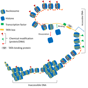 Organisation of chromatin and the fate of a cell