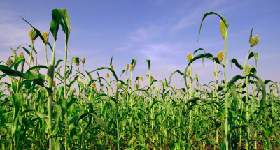 India’s Farmlands Vulnerable to Climate Change