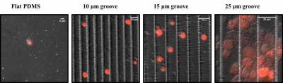 Induction of embryonic stem cell differentiation by physical cues