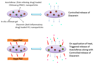 Development of nanoengineered dual release graft for pain /inflammation management in osteoarthritis