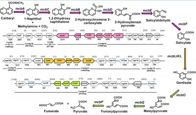 A versatile and evolving Pseudomonas sp. microbial degradation of carbaryl: Evolution and application