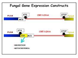 Developing fungal cells as factories