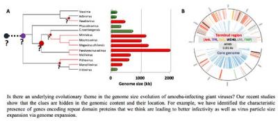 Giant virus biology and evolution