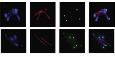 Mechanism of genome segregation and epigenetics