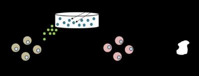 Engineering immune cells via 3D matrices for cancer immunotherapy