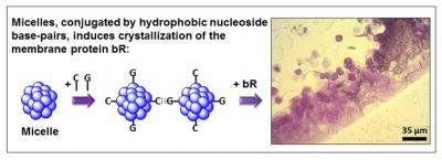 Membrane protein purification using engineered micelles