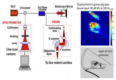 Identifying the mechanisms of origin and backward propagation of oto-acoustic emissions