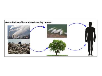 Detection of mercury/cyanide poisoning