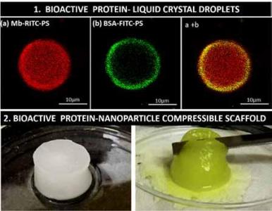 Protein based novel multi-functional biomaterials