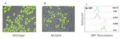 Non-genetic heterogeneity in Saccharomyces cerevisiae:A rule rather than an exception