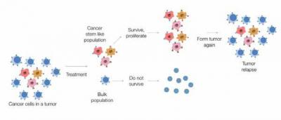 Cancer stem cells: The seeds of cancer and their roles in cancer progression