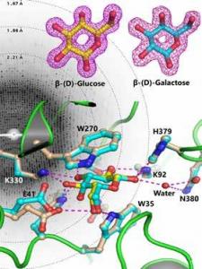 Solving the sugar binding puzzle