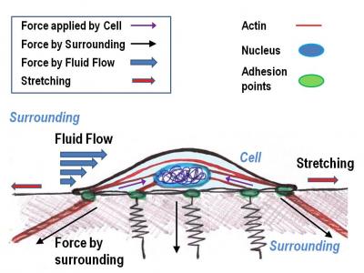 Cell and its surroundings: A tug-of-war that determines cell fate