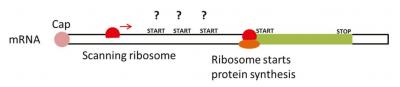 Where does protein synthesis begin in P. falciparum?Too many choices!