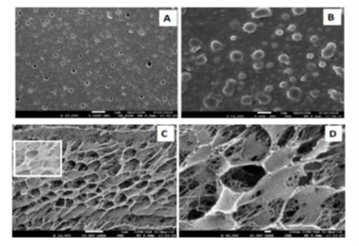 Green Process for Synthesizing Metal Nanoparticles Within Polymeric Matrices